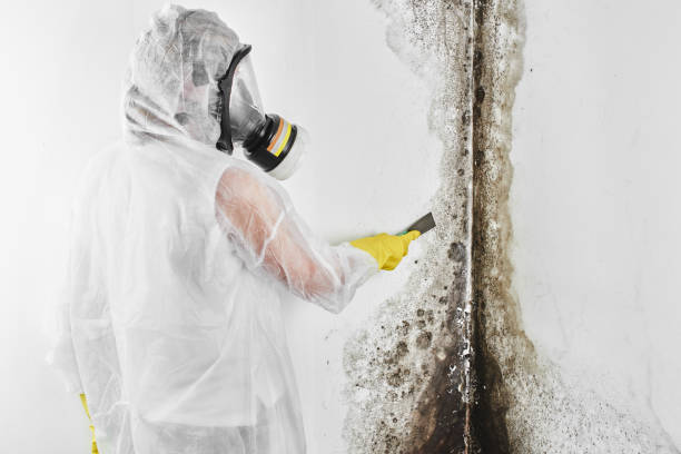 Mold Testing and Removal in South Paris, ME