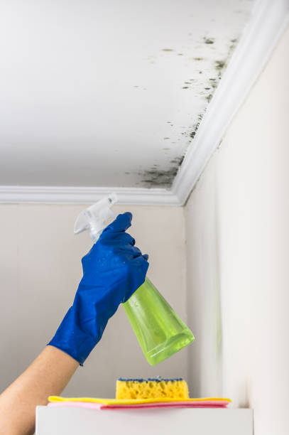 Home Mold Removal in South Paris, ME